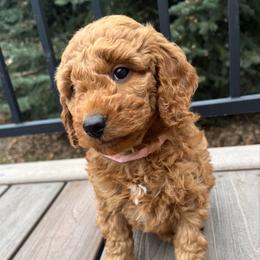 Peaches - Red  female Goldendoodle puppy in Sugar City, Idaho from Idaho Sugar Doodle Pups