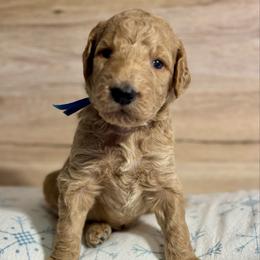 Blue - Cream male Goldendoodle puppy in Hesperia, Michigan from Red Acres Poodles & Doodles