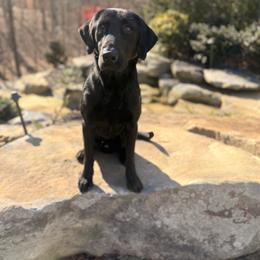 Skeet - Labrador Retriever