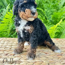 Oakley - Phantom male Bernedoodle puppy in Thornville, Ohio from Four Front Doodles & Friends