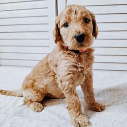 Nirvana - Cream female Goldendoodle puppy in Everett, Washington from Big Top Doodles
