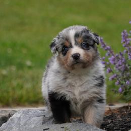 Pine - Blue merle male Australian Shepherd puppy in Glenville, Pennsylvania from Rolling Hills Australian Shepherds