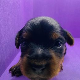 Bella - Black and gold female Yorkshire Terrier puppy in Marion, Indiana from Regal Yorkie