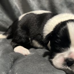 Shih Tzus from Richmond Pups