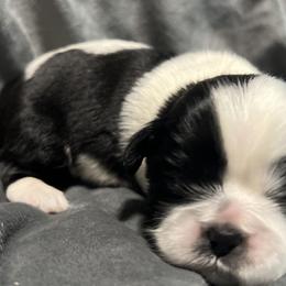 Shih Tzus from Richmond Pups