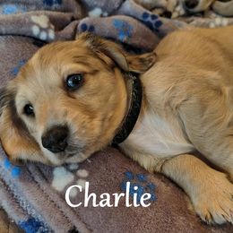 Dachshund Puppies from Costal Cream Doxies