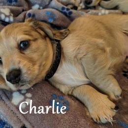 Dachshund Puppies from Costal Cream Doxies