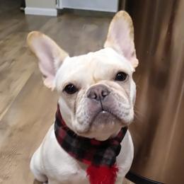 Sodosopa - French Bulldog