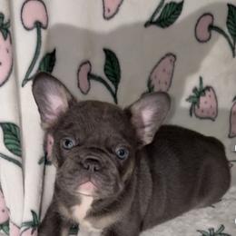 French Bulldog Puppies from Fairy’s Frenchies