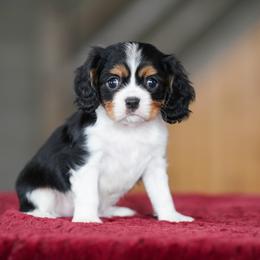 Tony - Tri-color male Cavalier King Charles Spaniel puppy in Sugarcreek, Ohio from Chocolate Cavalier