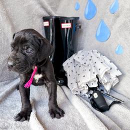 Andarna - Black and white female Great Dane puppy in Climax, Michigan from Beaver Creek Danes