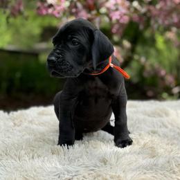 Callie - Black female Great Dane puppy in Beulah, Michigan from Northwood Euro Danes and Bassets