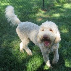 Australian Labradoodles from Heartland Australian Labradoodles