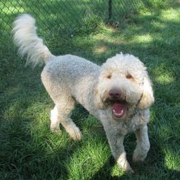 Australian Labradoodles from Heartland Australian Labradoodles