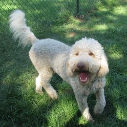 Australian Labradoodles from Heartland Australian Labradoodles