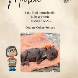 Orange Collar - Marcie - Chocolate merle female Bernedoodle puppy in Lexington, North Carolina from Deborah’s Doodles