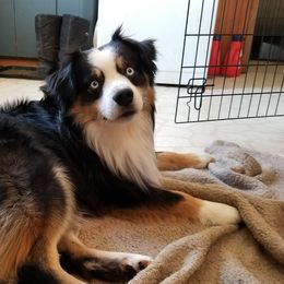 Roper - Miniature Australian Shepherd