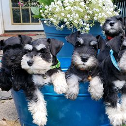 Miniature Schnauzer Puppies from Starbound Miniture Schnauzer's