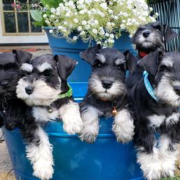 Miniature Schnauzer Puppies from Starbound Miniture Schnauzer's