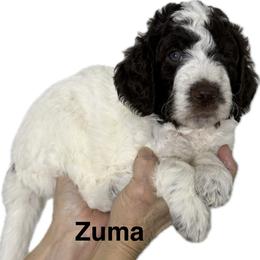 Boy 3 Zuma - Parti male Goldendoodle puppy in Newark, Ohio from Valleydayle Doodles and Wheatens