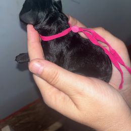 Pink Collar - Black female Schnoodle puppy in Winchester, Tennessee from Mahaffey’s Doodles