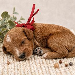 Red bow - Red male Cavapoo puppy in Waskom, Texas from Pearls & Curls doodles & poodles