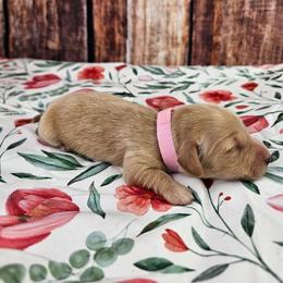 Ivy - Cream female Dachshund puppy in Malad City, Idaho from Mountain Sage Dachshunds