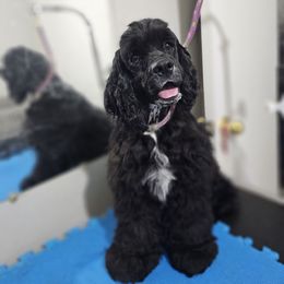 Blacky - Black and white male Cocker Spaniel puppy in Peoria, Arizona from Stand Alone Cockers