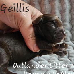 Girl 1 Geillis Duncan - Sable female Cocker Spaniel puppy in Morristown, Tennessee from Down in the Holler