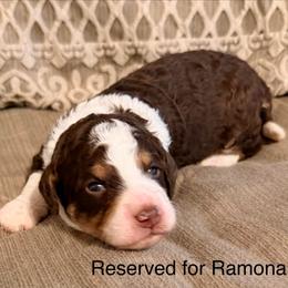 Koda Bear - Tri-color male Bernedoodle puppy in Royse City, Texas from Platinum Bernedoodles of Texas