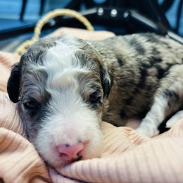 Pecan - Blue merle female Aussiedoodle puppy in Fate, Texas from Dandy Lane Poodles & Doodles