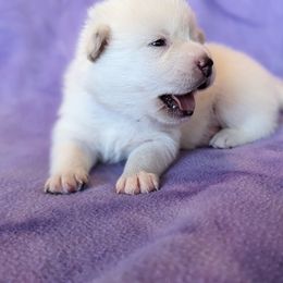 Pomsky Puppies from Valparaiso Pomskys