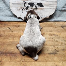 German Shorthaired Pointer Puppies from Calico Kennels