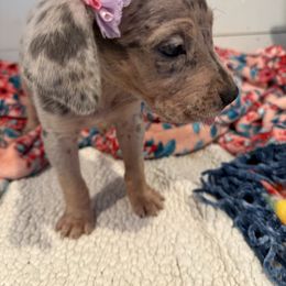 Jory - Merle female Great Dane puppy in Hutchinson, Kansas from Dappled Danes