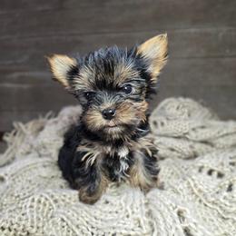 T cup Tilly - Black and gold female Yorkshire Terrier puppy in Mountain Grove, Missouri from Precious Puppies