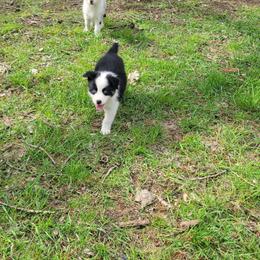 Gengar - Black tri-color male Australian Shepherd puppy in Kenosha, Wisconsin from Out of this World Aussies