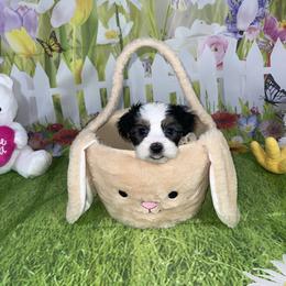Ossito - Black & tan tri-color male Morkie puppy in Davie, Florida from Sweet Peluditos