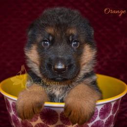 Orange - Black and red male German Shepherd puppy in Orlando, Florida from AceHaven Canines