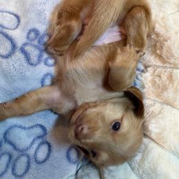 Mochi - Red male Dachshund puppy in Erie, Michigan from Champagne’s Grinch Toe’d Dachshunds