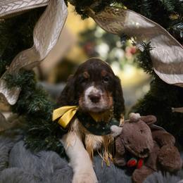 Sage - Liver white and tan female English Springer Spaniel puppy in Cookeville, Tennessee from Krossroads Kennel