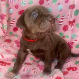 Jovie - Chocolate female Great Dane puppy in Spartanburg, South Carolina from Pawlmetto Danes