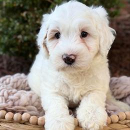 Yellow - Chalk male Australian Labradoodle puppy in Auburn, Washington from West Valley Labradoodles