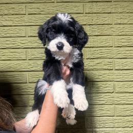 Amethyst - Black and white female Bernedoodle puppy in Carmichaels, Pennsylvania from JensenBelle Doodles