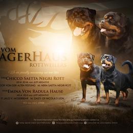 Rottweiler puppies from Vom Jager Haus Rottweilers