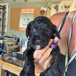 Black girl - Black female Goldendoodle puppy in Valdosta, Georgia from Fifth Day Farm