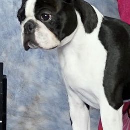 Boston Terriers from ChriMaso Boston Terriers