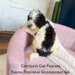 Chocolate Chip Pancake English - Chocolate female Goldendoodle puppy in Grove, Oklahoma from Guinn Family Farms