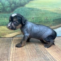 Enya's Hairless Boy - Black male Chinese Crested puppy in Lexington, Michigan from Affinity