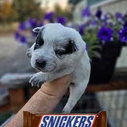 Australian Cattle Dog Puppies from Lakota Australian Cattle Dogs