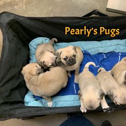 Pug Puppies from Pearly’s Pugs
